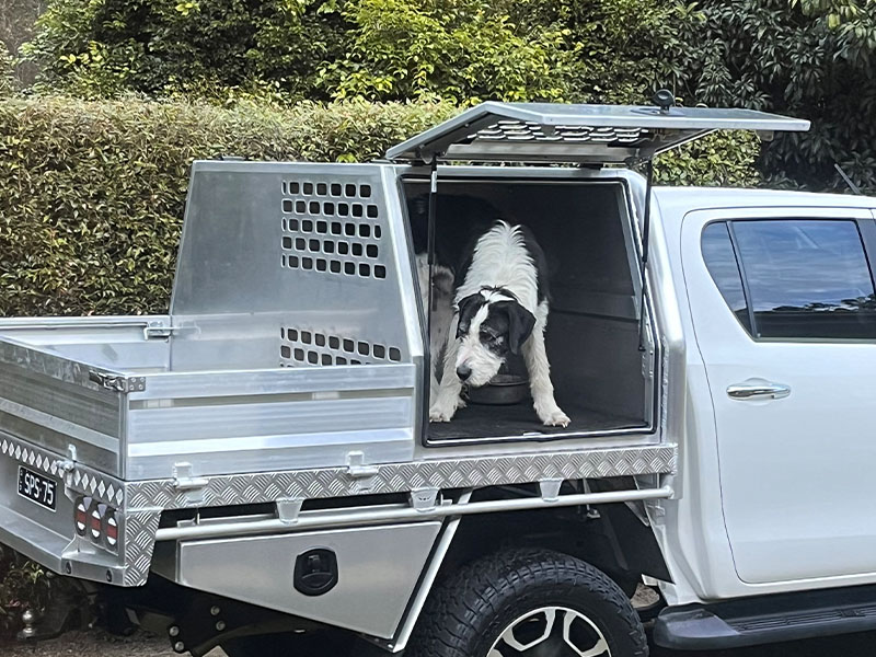 dog crate with dog inside